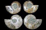 Lot: - Cut/Polished Ammonite Fossils - Pairs #117108-2